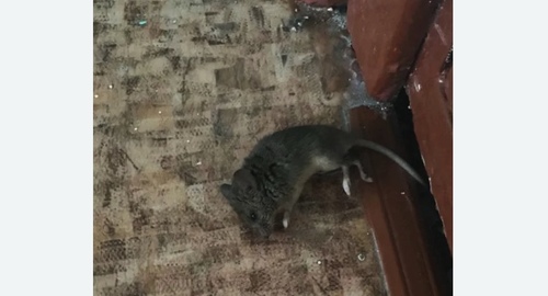 Дезинфекция от мышей в Костроме